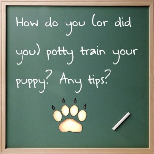 How do you potty train a puppy? Puppy training. Dog training.